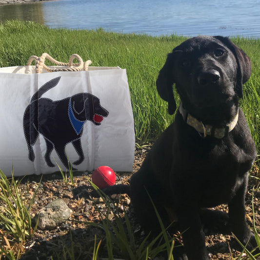 A Black Labrador Retriever sits on grass next to a Sea Bags Black Lab Large Tote, which features a black dog illustration; in the background are a red toy, rocks, and water. by Sea Bags