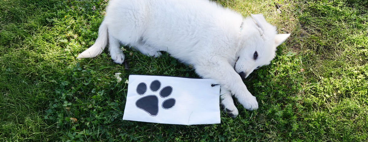 a cute puppy dog playing with a paw-print wristlet made from recycled sails