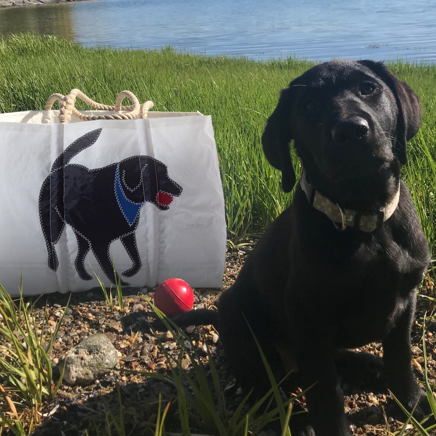 A Black Labrador Retriever sits on grass next to a Sea Bags Black Lab Large Tote, which features a black dog illustration; in the background are a red toy, rocks, and water. by Sea Bags